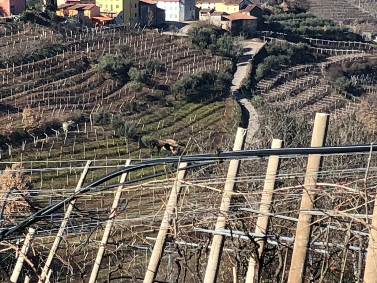 Agriturismo La Preara Monteforte dʼAlpone Buitenkant foto